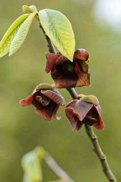 Veredelte Indianerbanane `Prolific´ Asimina Triloba `Profilic´ -BaumReich Geschaft Indianerbanane Bl te38ckrvBAuq2Bo