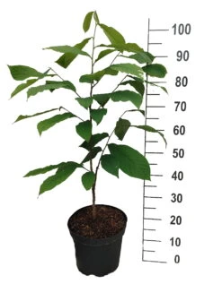 BaumReich Geschaft 9 BaumReich Geschaft -BaumReich Geschaft Indianerbanane mango1