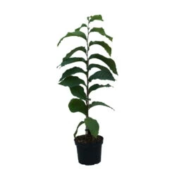 Indianerbanane (Paw Paw) Asimina Triloba -BaumReich Geschaft Indianerbanane weiss