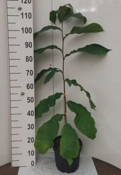 Veredelte Indianerbanane `Prolific´ Asimina Triloba `Profilic´ -BaumReich Geschaft Indianerbanane weissUlvLMu4s0J9e2