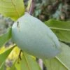 Veredelte Indianerbanane `Allegheny´® Peterson Pawpaws® Asimina Triloba `Allegheny´ -BaumReich Geschaft Indianerbanane1