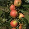 Säulenapfel `James Grieve Super Compact ®´ Malus Domestica `James Grieve Super Compact´ -BaumReich Geschaft James Grieve Super Compact