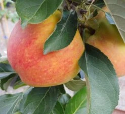 Säulenapfel `James Grieve Super Compact ®´ Malus Domestica `James Grieve Super Compact´ -BaumReich Geschaft James Grieve Supercompact