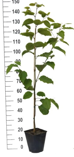 Japanischer Rosinenbaum Hovenia Dulcis -BaumReich Geschaft Japanischer rosinenbaum weiss
