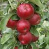 Säulenapfel Jarle ® Malus Domestica -BaumReich Geschaft Jarle