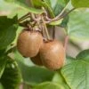 Kiwi Jenny (selbstfruchtbar) Actinidia Chinensis `Jenny´ -BaumReich Geschaft Jenny