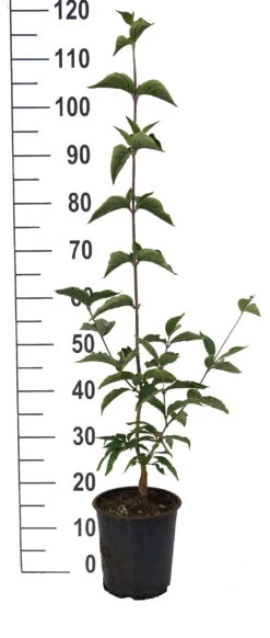 Großfrüchtige Kornelkirsche `Jolico´ Cornus Mas `Jolico´ 9 Großfrüchtige Kornelkirsche `Jolico´ Cornus Mas `Jolico´ -BaumReich Geschaft Jolico Kornelkirsche weiss