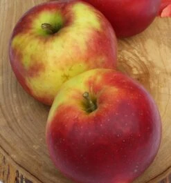 Jonagold Malus Domestica 9 Jonagold Malus Domestica -BaumReich Geschaft JonagoldWn5eYll60YllE