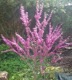Judasbaum Cercis Siliquastrum -BaumReich Geschaft Judasbaum