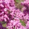 Judasbaum Cercis Siliquastrum -BaumReich Geschaft Judasbaum mit biene