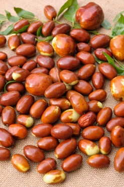 Jujube / Chinesische Dattel / Brustbeere `Li´ Ziziphus Jujuba -BaumReich Geschaft Jujube