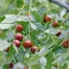 Jujube / Chinesische Dattel / Brustbeere `Li´ Ziziphus Jujuba 1 Jujube / Chinesische Dattel / Brustbeere `Li´ Ziziphus Jujuba -BaumReich Geschaft Jujube erweiterte Lizenz