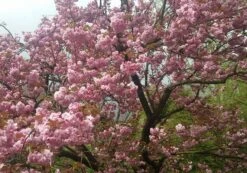 Zierkirsche `Kanzan´ Prunus Serrulata `Kanzan´ -BaumReich Geschaft Kanzan Kirsche