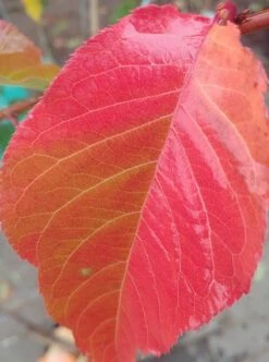 Zierkirsche `Kanzan´ Prunus Serrulata `Kanzan´ -BaumReich Geschaft Kanzan herbstf rbung