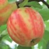 Karneval Ⓢ Malus Domestica `Karneval´ 2 Karneval Ⓢ Malus Domestica `Karneval´ -BaumReich Geschaft Karneval Apfel