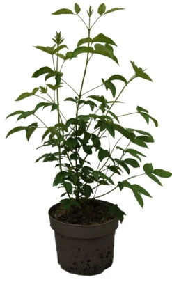 Kolchische Pimpernuss Staphylea Colchica -BaumReich Geschaft Kolchische Pimpernuss