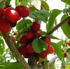 Großfrüchtige Kornelkirsche `Jolico´ Cornus Mas `Jolico´ 8 Großfrüchtige Kornelkirsche `Jolico´ Cornus Mas `Jolico´ -BaumReich Geschaft Kornelkirsche jolico