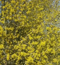 Großfrüchtige Kornelkirsche `Schönbrunner Gourmet Dirndl´ Cornus Mas `Schönbrunner Gourmetdirndl´ -BaumReich Geschaft Kornelkirschen