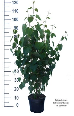 Lebkuchenbaum / Katsurabaum Cercidiphyllum Japonicum -BaumReich Geschaft Lebkuchenbaum weiss