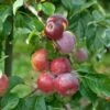 Liberty Malus Domestica `Liberty´ -BaumReich Geschaft LibertyGLqknH9gbmiWk