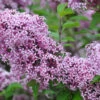 Zwerg-Duft-Flieder `Lillifee´® Syringa Meyeri `Lillifee´ -BaumReich Geschaft Lillifee Kordes Jungpflanzen