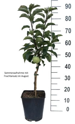 Zwergapfel Maloni® `Lilly´® Malus Domestica `Lilly´ -BaumReich Geschaft Lilly weiss