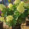 Rispenhortensie `Little Lime®´ Hydrangea Paniculata `Little Lime´ 2 Rispenhortensie `Little Lime®´ Hydrangea Paniculata `Little Lime´ -BaumReich Geschaft Limelight Hortensie