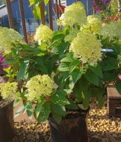 Rispenhortensie `Little Lime®´ Hydrangea Paniculata `Little Lime´