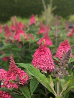 Schmetterlingsflieder Butterfly Candy® (versch. Farben) Buddleja Davidii -BaumReich Geschaft Little Ruby