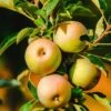 Säulenapfel `Lopini´® Malus Domestica `Lopini´® 2 Säulenapfel `Lopini´® Malus Domestica `Lopini´® -BaumReich Geschaft Lopini