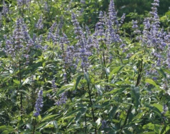 Mönchspfeffer Vitex Agnus Castus -BaumReich Geschaft M nchpfeffer 3