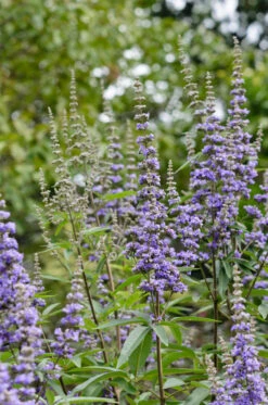 Mönchspfeffer Vitex Agnus Castus -BaumReich Geschaft M nchspfeffer