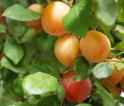 MilankaⓇ Bunte Kirschpflaume Prunus Cerasifera `Milanka´