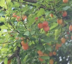 MilankaⓇ Bunte Kirschpflaume Prunus Cerasifera `Milanka´ -BaumReich Geschaft Milanka Frucht