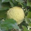 Milchorangenbaum Maclura Pomifera -BaumReich Geschaft Milchorange