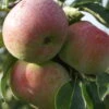 Mira ® Malus Domestica -BaumReich Geschaft Mira 3