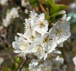 Zwergsauerkirsche Morellini Prunus Cerasus `Morellini´ -BaumReich Geschaft Morellini Bl te 1
