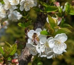 BaumReich Geschaft 32 BaumReich Geschaft -BaumReich Geschaft Morellini Bl te mit Biene