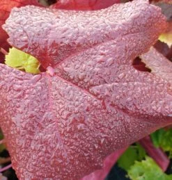 Blauer Muskateller Vitis `Blauer Muskateller´ 10 Blauer Muskateller Vitis `Blauer Muskateller´ -BaumReich Geschaft Muskateller herbstf rbung