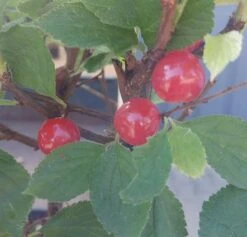 Nankingkirsche `Orient´ Prunus Tomentosa Orient -BaumReich Geschaft Nankingkirsche Frucht