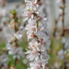 Nankingkirsche `Orient´ Prunus Tomentosa Orient 1 Nankingkirsche `Orient´ Prunus Tomentosa Orient -BaumReich Geschaft Nankingkirsche Orient