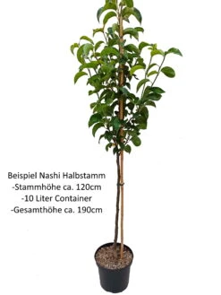 Benita®, Kreuzung Aus Birne Und Nashi Pyrus Pyrifolia `Benita´ -BaumReich Geschaft Nashi Halbstamm1QA3uvqrlhlbLZ