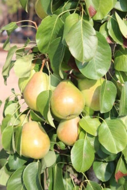 Säulenbirne `Obelisk®´ Pyrus Communis `Obelisk®´ -BaumReich Geschaft Obelisk1