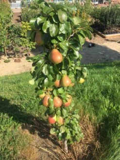 Säulenbirne `Obelisk®´ Pyrus Communis `Obelisk®´ -BaumReich Geschaft Obeslisk2