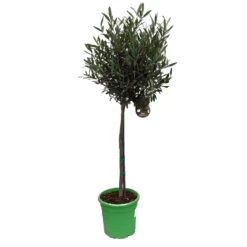 Olivenbaum - Stämmchen Olea Europaea -BaumReich Geschaft Olivenbaum 1