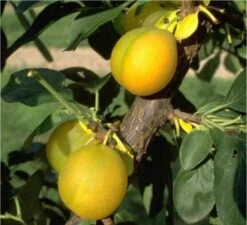 Ontariopflaume Prunus Domestica `Ontariopflaume´