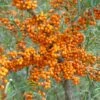 Sanddorn Orange Energy Hippophae Rhamnoides `Orange Energy´ -BaumReich Geschaft Orange Energy 2