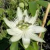 Passionsblume `Snow Queen´ Passiflora `Snow Queen´ -BaumReich Geschaft Passiflora Snow Queen