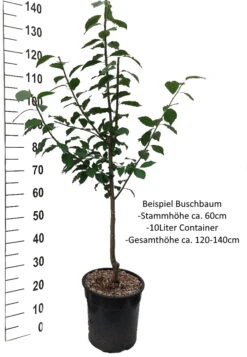 Oullins Reneklode Prunus Domestica Subsp. Italica `Oullins´ -BaumReich Geschaft Pflaume Buschbaum Beispiel Neu WeissjPaTp75hA6v7l
