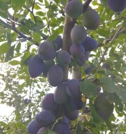 Pflausich Prunus Domestica `Pflausich´ -BaumReich Geschaft Pflausich Frucht